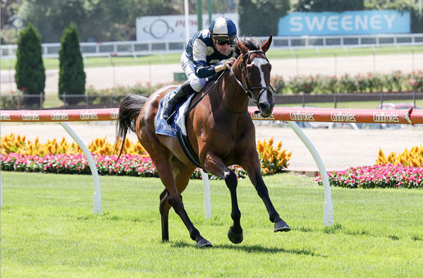 Tass bolts in at Moonee Valley -image George Salpigtidis / Racing Photos