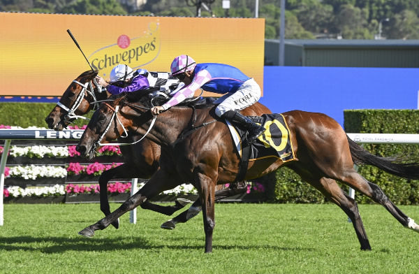 Tavi Time wins his first stakes race in the G3 Summer Cup - image Bradley Photography