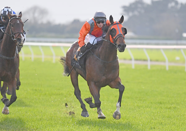 Tavis Court winning the Property Management @ Metcalfe Real Estate (1200m) at Hawera on Tuesday.  Photo: Peter Rubery (Race Images Palmerston North) 