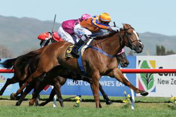 Cox Plate place-getter Te Akau Shark was a $230,000 Ready to Run purchase 