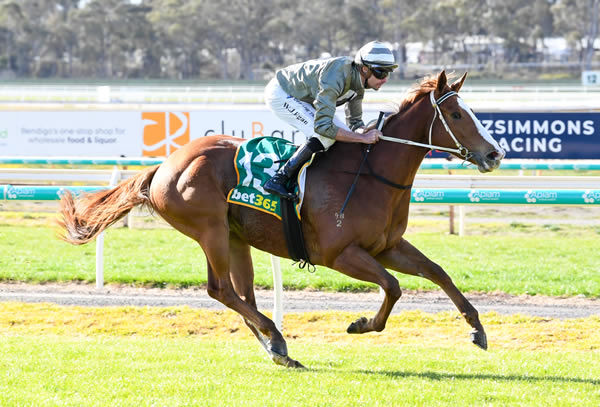 Teine Aulelia was an impressive debut winner - Brett Holburt / Racing Photos 