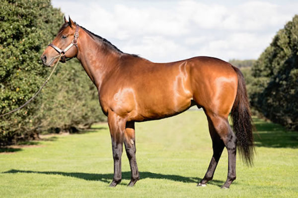 New Zealand's leading first season sire Telperion stands at Westbury Stud