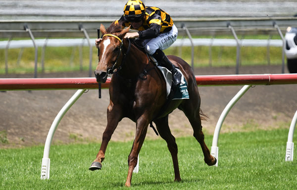 Cambridge Stud import Terra Mitica returned to the winner's circle in style at Pukekohe on Saturday. Photo: Kenton Wright (Race Images)