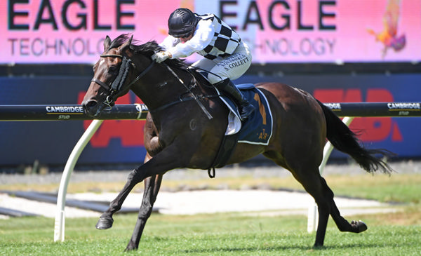That's Gold winning the Gr.2 Eagle Technology Avondale Guineas (2100m) at Ellerslie. Photo: Kenton Wright (Race Images)
