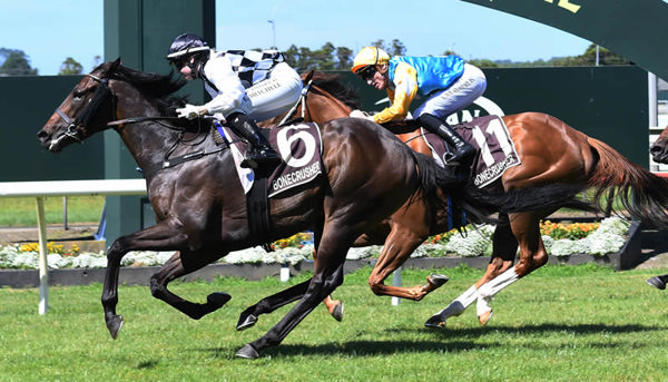 That's Gold winning the Gr.3 Bonecrusher Stakes (1400m) at Pukekohe on Saturday. Photo: Kenton Wright (Race Images)
