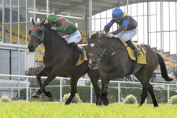 The Cossack (NZ) has qualified for the A$300,000 Jericho Cup (4600m) a