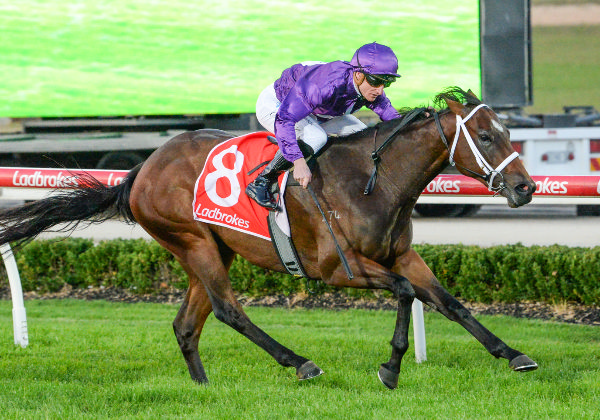 The Dabble Effect wins on debut - image Ross Holburt / Racing Photos