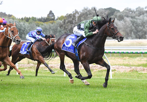 The Genius wins on debut - image Pat Scala / Racing Photos