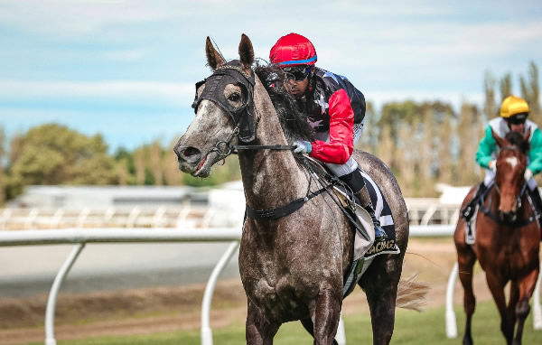 The Grey Goose and Rohan Mudhoo after winning Sunday's Hyde Landscaping and Wash Rite Winton Cup (1400m) at Ascot Park.  Photo: Monica Toretto