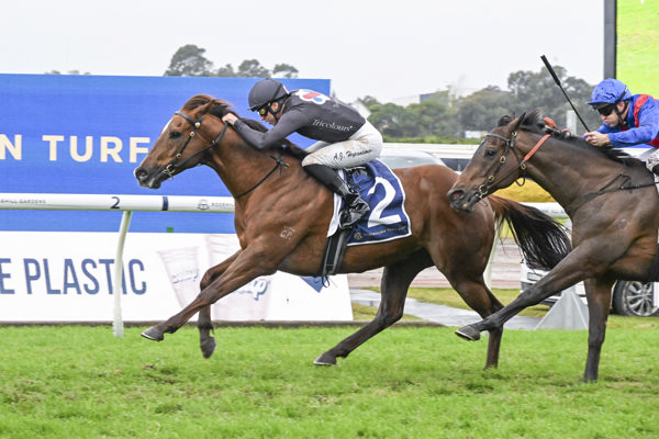 The Novelist wins at Rosehill - image Bradley Photography
