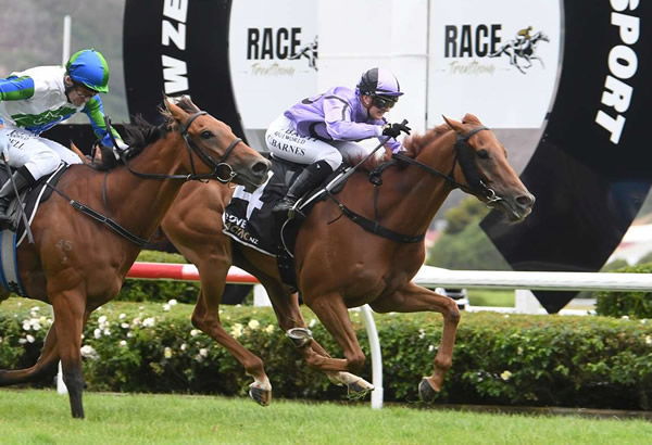 The Odyssey and Courtney Barnes winning the inaugural $350,000 The Oaks Stud Remutaka Classic (2100m) at Trentham. Photo: Peter Rubery (Race Images Palmerston North)