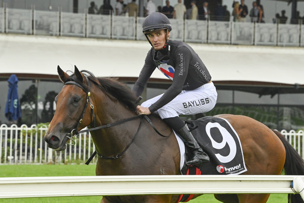 The Playwright - image Bradley Photos