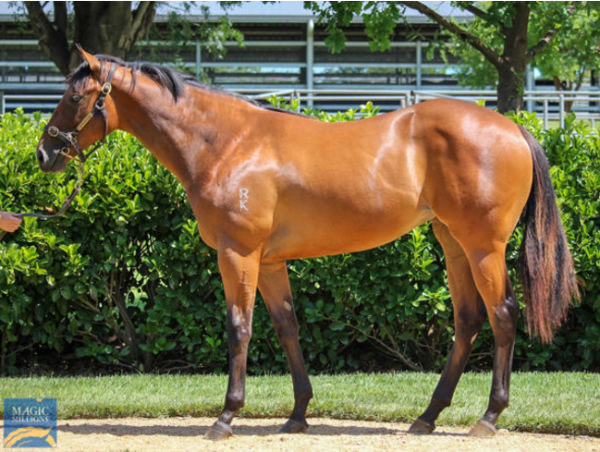 The Playwright was a modest $60,000 Magic Millions purchase.