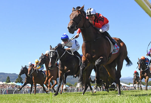 The Precursor winning the $350,000 Life Direct Remutaka Classic (2100m) at Trentham on Saturday.  Photo: Peter Rubery (Race Images)