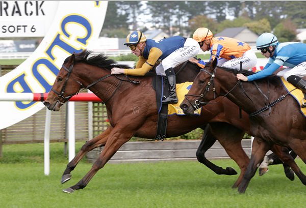 The Racketeer will contest the Gr.3 Gunsynd Classic (1600m) at Eagle Farm on Saturday. Photo: Trish Dunell
