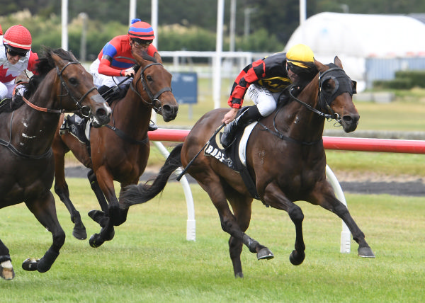 The Stoney One winning the JR & N Berkett Handicap (1100m) at Trentham on Saturday.   Photo: Peter Rubery (Race Images Palmerston North) 