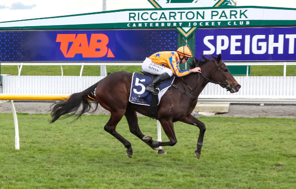 The Victress will contest the Listed New Zealand Bloodstock Canterbury Belle Stakes (1200m) at Riccarton on Saturday.   Photo: Kenton Wright (Race Images)