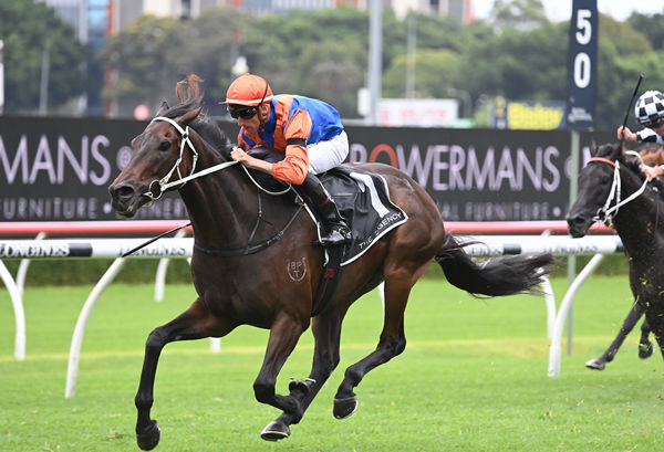 $7million earner Think It Over runs in the G1 King Charles Stakes - image Steve Hart