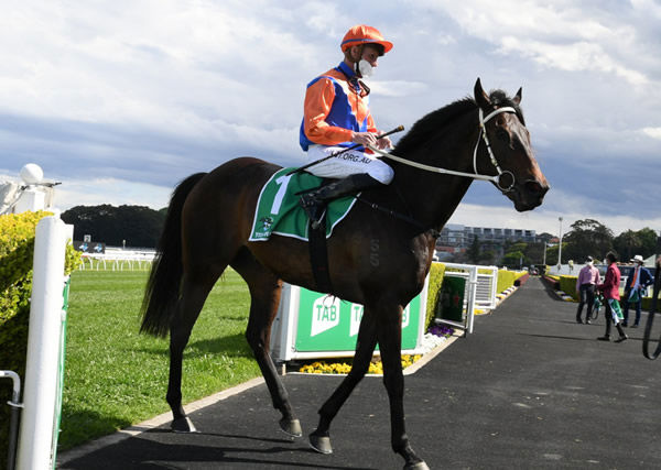 Think it Over has won over $2.3million in prizemoney - image Steve Hart.