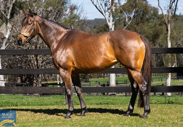 This Time Bridie, the dam of Our Maryanne is for sale.