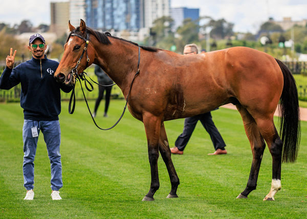Thron Bone makes it back to back wins at Caulfield and now Flemington - image Grant Courteny