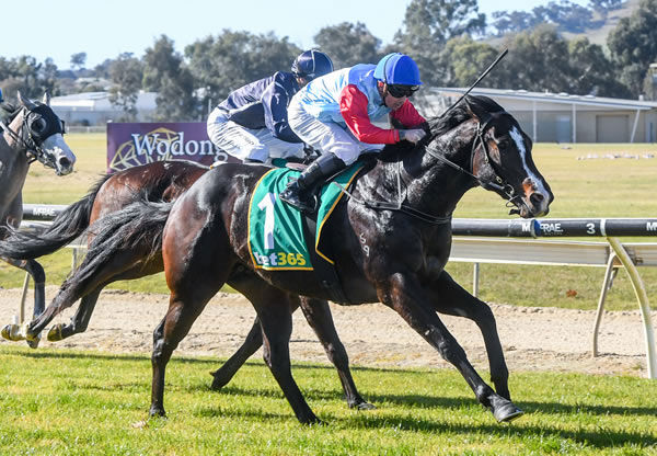 Tifosi wins on debut at Wodonga - image Brett Holburt / Racing Photos