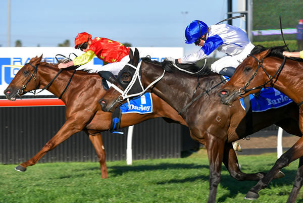 Tiger of Malay noses out Coastwatch to win G3 Up and Coming - image Steve Hart