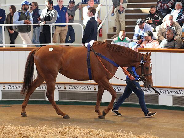 Time Check (USA) a 300,000gns Tattersalls July purchase