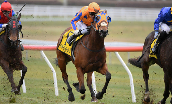 Opie Bosson guides To Bravery Born to a first-up victory at Taupo. Photo: Kenton Wright (Race Images)