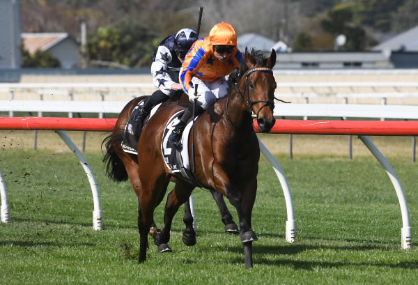 Snitzel colt To Bravery Born completes a comfortable victory in the first two-year-old race of the season.  Photo: Peter Rubery (Race Images Palmerston North)