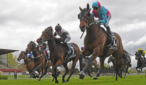 To Catch A Thief winning the Betta Inspect It Premier (1300m) at Matamata on Wednesday.   Photo: Kenton Wright (Race Images)