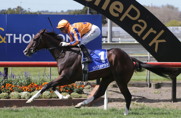 Tokyo Tycoon will contest the Listed El Roca – Sir Colin Meads Trophy (1200m) at Hastings on Saturday. Photo: Trish Dunell