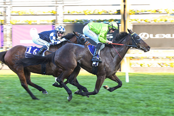 An Impressive Return To Form For Dual Group Winner Too Darn Discreet - Image Scott Barbour/Racing Photos
