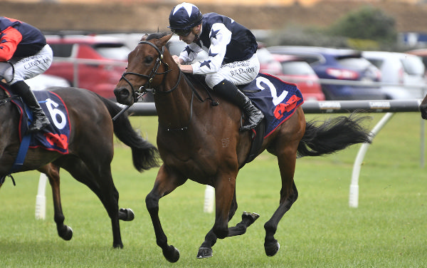 Toretto surges to victory in the Mondiale VGL at Ellerslie on Saturday. Photo: Kenton Wright (Race Images)