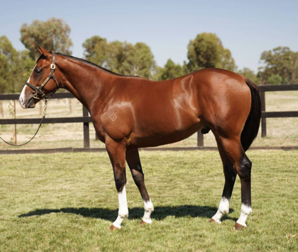 Toronto Terrier was a $460,000 Inglis Premier purchase from Stonehouse Thoroughbreds. 
