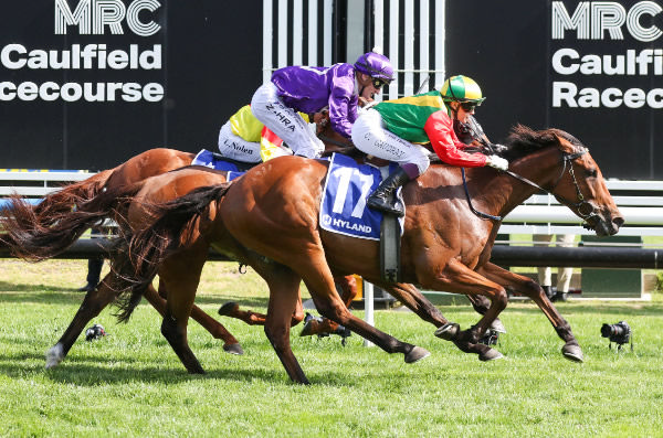 Torranzino scores a narrow victory in the A$500,000 Hyland Victorian Country Cups Final (2000m) at Caulfield on Saturday.  Photo: Bruno Cannatelli