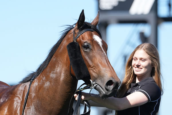 Torture is a half-sister to G1 winner Ruthless Dame - image Scott Barbour / Racing Photos