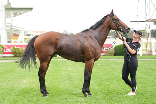 $1.3m Yearling Purchase Tower Bridge Is An Imposing Type - Photo by Scott Barbour/Racing Photos)