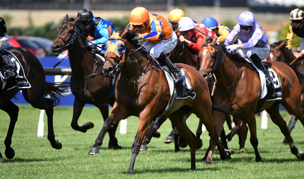 Towering Vision winning at Ellerslie on New Year's Day.  Photo: Kenton Wright (Race Images)