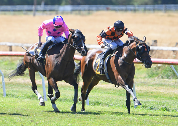 Town Cryer (inside) will contest the Gr.1 NZEA New Zealand Thoroughbred Breeders’ Stakes (1600m) at Ellerslie on Saturday.   Photo: Race Images Palmerston North