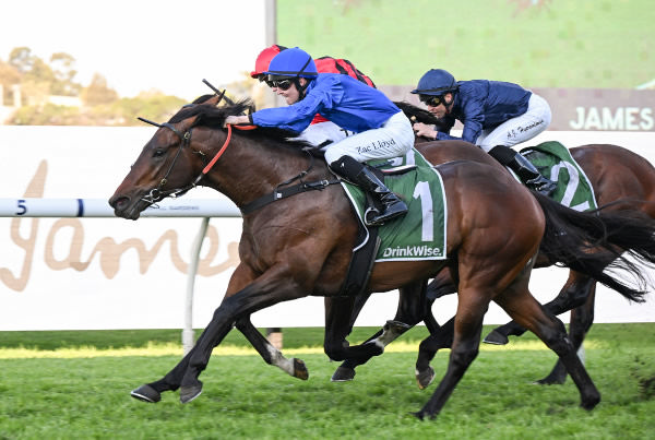 Traffic Warden beats a hot field to win the G2 Run to the Rose - image Steve Hart