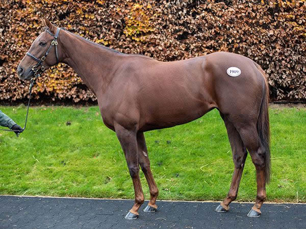 Tranquil Lady is a half-sister to Cox Plate winner State of Rest