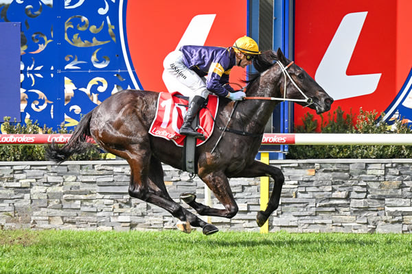 Trapdoor wins on debut at Geelong - image Reg Ryan / Racing Photos