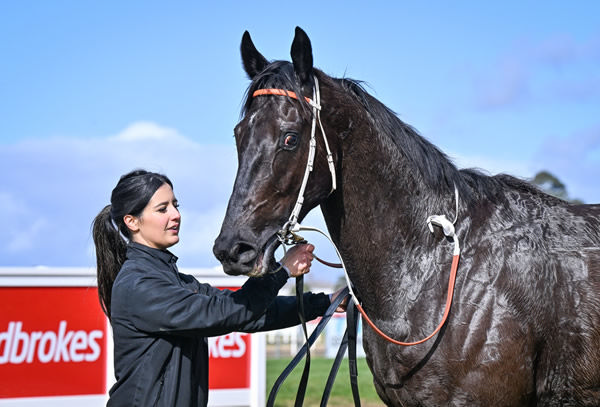 Trapdoor looks to have a bright future - image Racing Photos