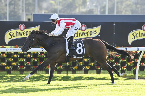 Tuileries bolted in at Canterbury - image Bradley Photography