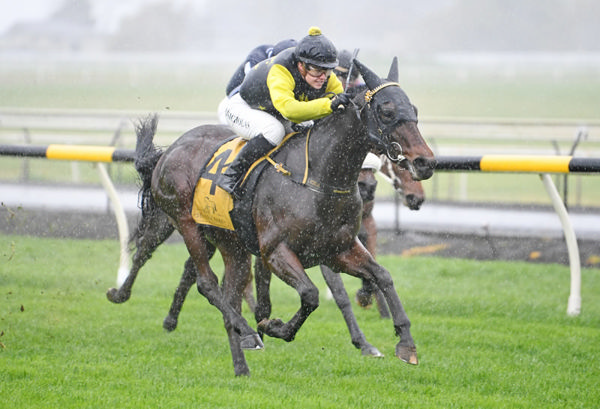 Gr.1 Trackside New Zealand Derby (2400m) hopeful Tulsa King.  Photo: Race Images