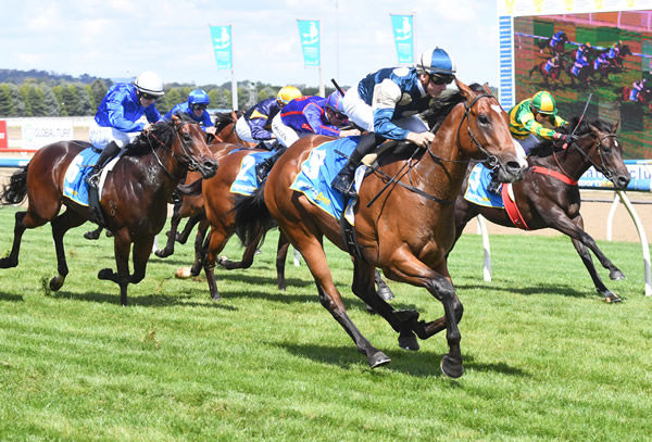 Tumbling wins impressively on debut at Ballarat - image Pat Scala / Racing Photos