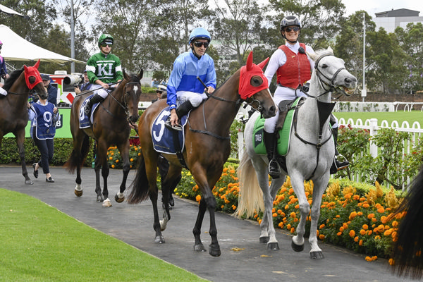 Tupakara will be looking to cast off maiden status - image Bradley Photography
