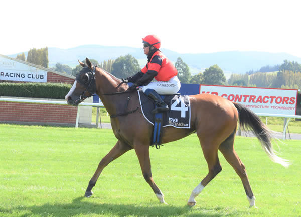 Turf War has credited his sire War Decree with his first New Zealand winner after a decisive victory at Wingatui Photo Credit: Tayler Strong