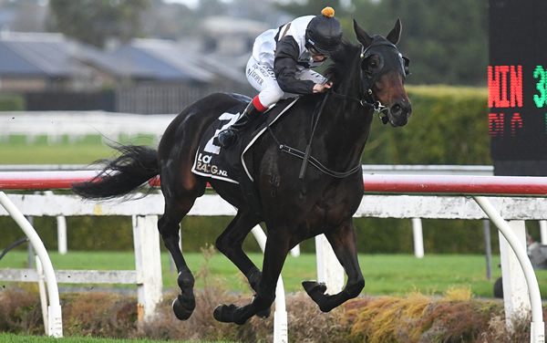 Turn The Ace has joined the Foxton stable of Suzy Gordon after his sale through gavelhouse.com.   Photo: Kenton Wright (Race Images)